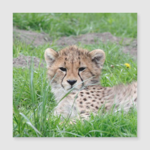 Carte Magnétique Cheetah 002