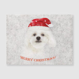 Carte Magnétique Chiot maltais congelé par Noël
