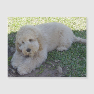 Carte Magnétique Cockapoo Chien Chien Chien Mignonne Animaux Animau