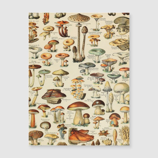 Carte Magnétique Collection de champignons (Devant)