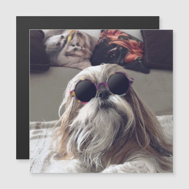 Carte Magnétique Cool Shih Tzu cheveux longs Lunettes de soleil vin (Devant / Derrière)