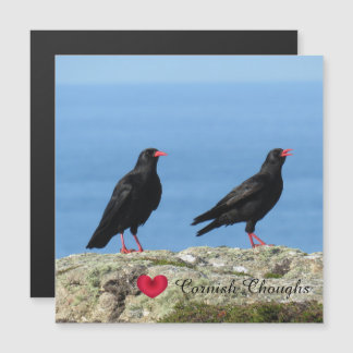 Carte Magnétique Cornouailles (Palores) Pyrrhocorax pyrrhocorax