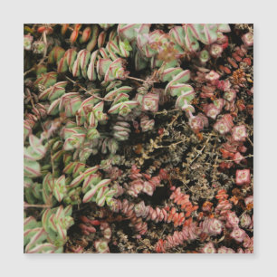 Carte Magnétique Crassula perforata