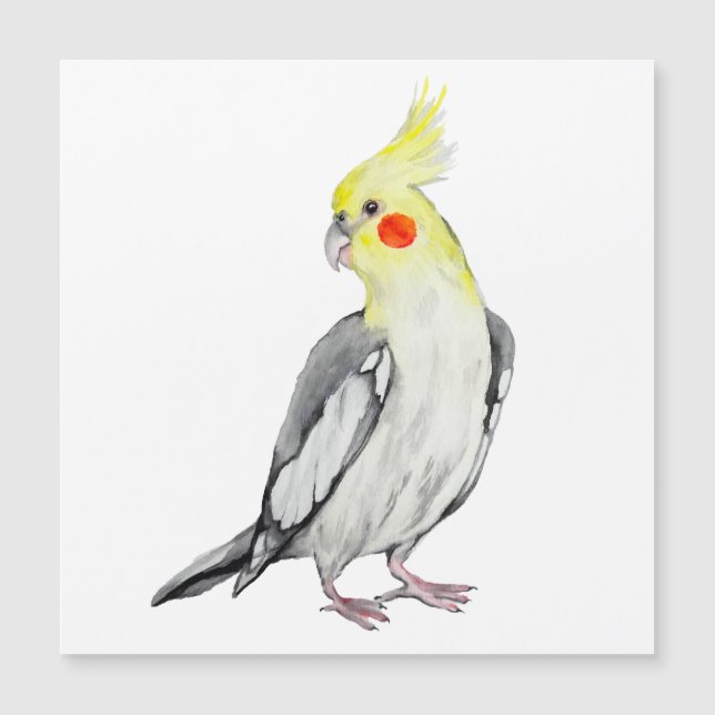 Carte Magnétique Cute Cockatiel Aquarelle Parrot. (Devant)