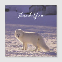 Cute White Arctic Fox neige hiver Photographie