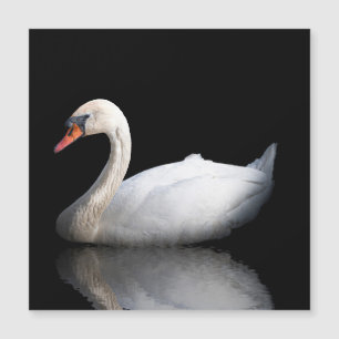 Carte Magnétique Cygne blanc sur noir