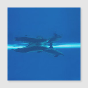 Carte Magnétique Dauphins et réflexions