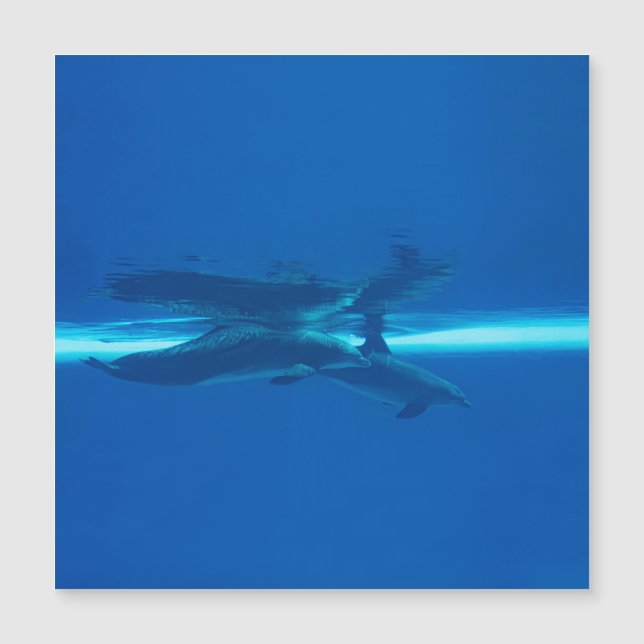 Carte Magnétique Dauphins et réflexions (Devant)