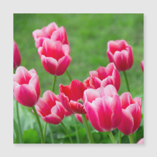 Carte Magnétique De mignonnes tulipes écarlate dans le jardin