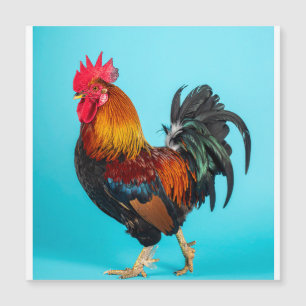 carte magnétique de poulet