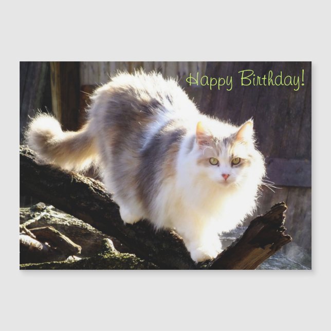 Carte Magnétique Dilute Calico Maine Coon Chat Anniversaire (Devant)