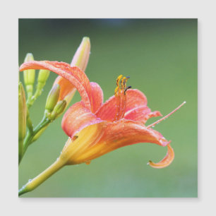 Carte Magnétique Ditch Lily