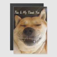 drôle akita japonaise avec joli sourire merci