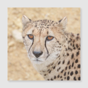 Carte Magnétique Face of the Wild : Le regard intense de Cheetah