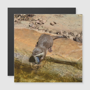 Carte Magnétique **"Fête de Pondside : Un Otter et son Catch"**