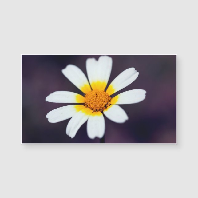 Carte Magnétique Fleur sauvage (Devant)