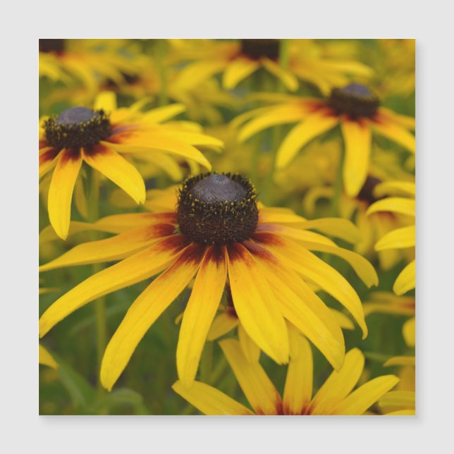Carte Magnétique Fleurs de Susan aux yeux noirs (Devant)