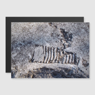 Carte Magnétique Fossile Céphalopode Nautiloïde Mollusque Marin Anc