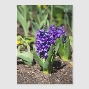 Carte Magnétique Géocinthe bleu au printemps