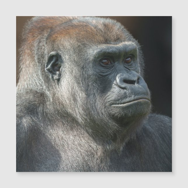 Carte Magnétique Gorilla Ozala (Devant)