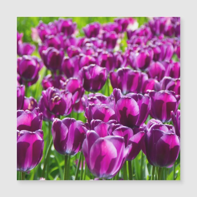 Carte Magnétique Grand champ de tulipes pourpres (Devant)