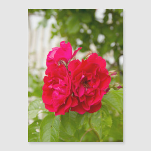 Carte Magnétique Grandes roses rouges dans le jardin