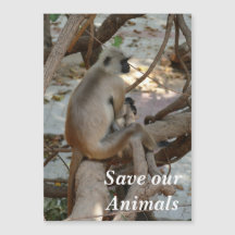 Gray Langur - Repose-toi