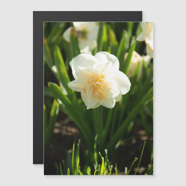 Carte Magnétique Grosses jonquilles blanches le jour du printemps (Devant / Derrière)