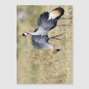 Carte Magnétique Grues à Masai Mara