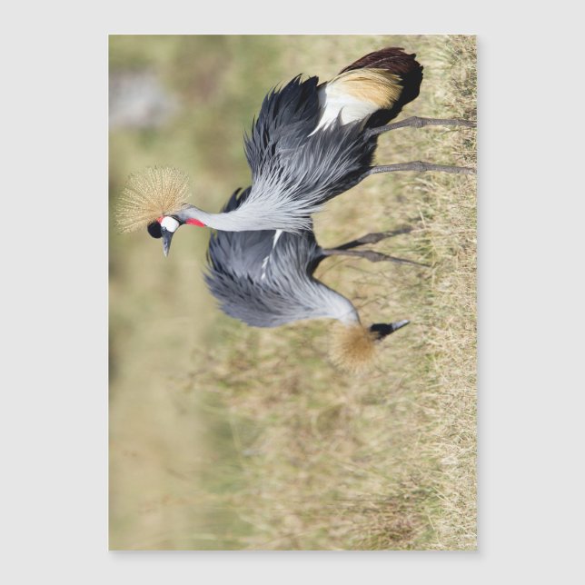 Carte Magnétique Grues à Masai Mara (Devant)