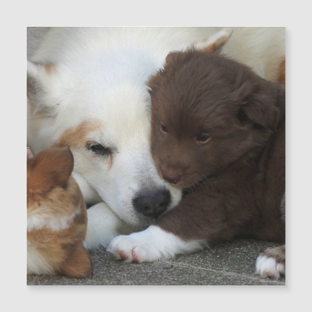 Carte Magnétique IcelandicSheepdog_20171203_by_JAMFoto (Devant)