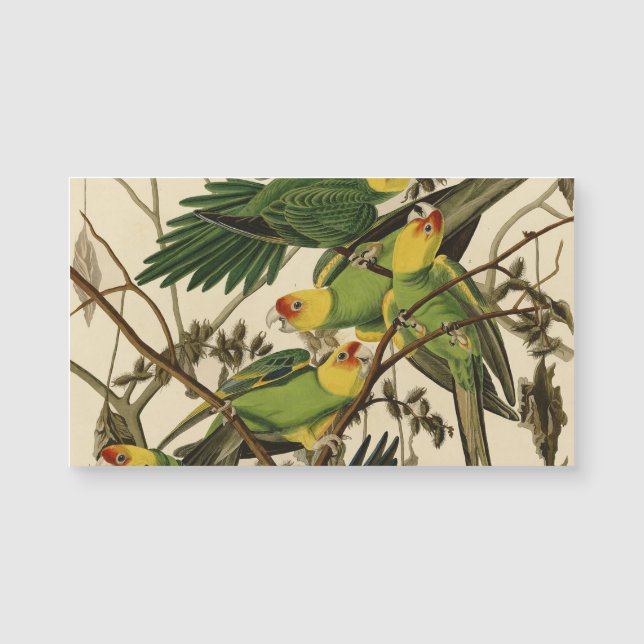 Carte Magnétique Illustration Audubon Carolina Parrot Bird (Devant)
