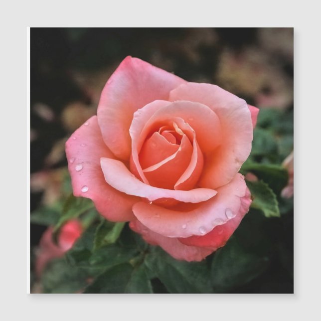 Carte Magnétique Impression d'art botanique de rose romantique (Devant)