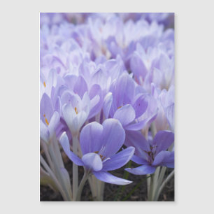 Carte Magnétique Impression sur toile Crocus emmaillotés