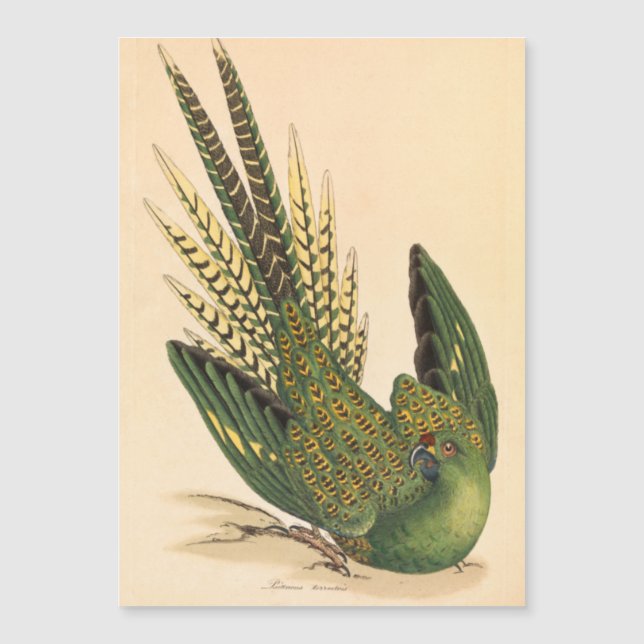 Carte Magnétique James Sowerby Perruche terrestre, Psittacus terres (Devant)