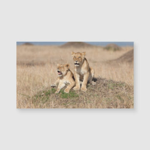 Carte Magnétique Jeunes lions