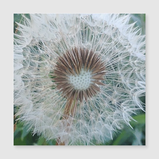 Carte Magnétique Joli Dandelio Blanc (Devant)