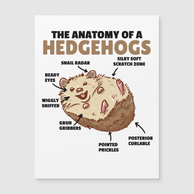 Carte Magnétique Joli Hérisson Explication Anatomie D'Un Hérisson (Devant)