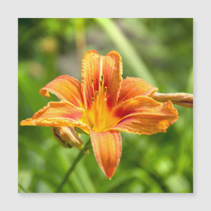 Carte Magnétique Jolie grande fleur Lily photo