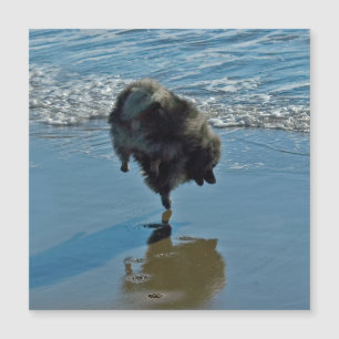 Carte Magnétique Keeshond Ballet Photographie - Joli chien d'origin