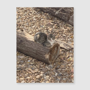 Carte Magnétique Kitten dans un journal