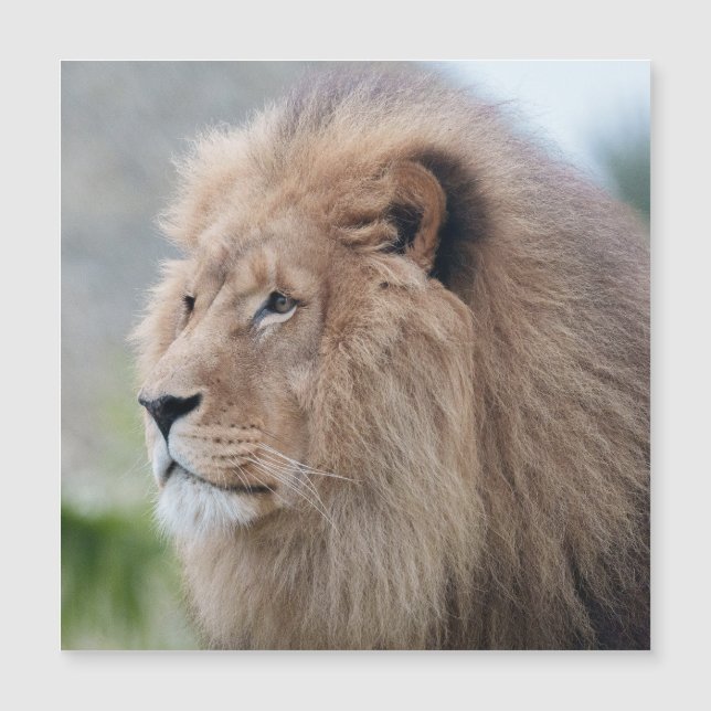 Carte Magnétique L'Embrace du lion (Devant)