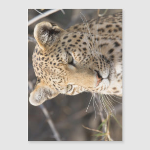 Carte Magnétique Leopard portrait