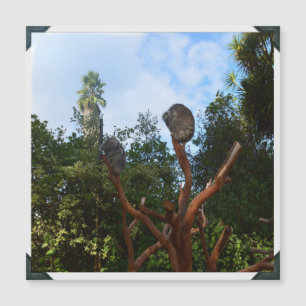 Carte Magnétique Les Ours De Koala S'Endorment Dans Les Arbres,