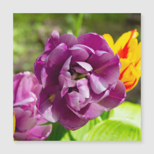 Carte Magnétique Lilac tulipes sur une journée ensoleillée