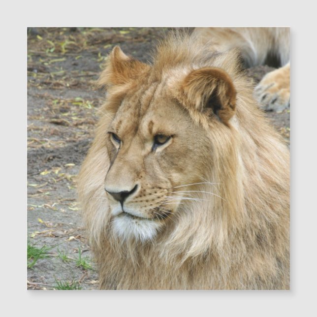 Carte Magnétique Lion 011 (Devant)