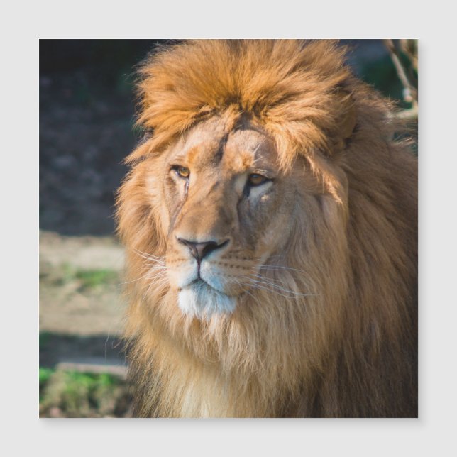 Carte Magnétique Lion 013 (Devant)