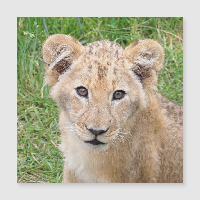 Carte Magnétique Lion 016 (Devant)