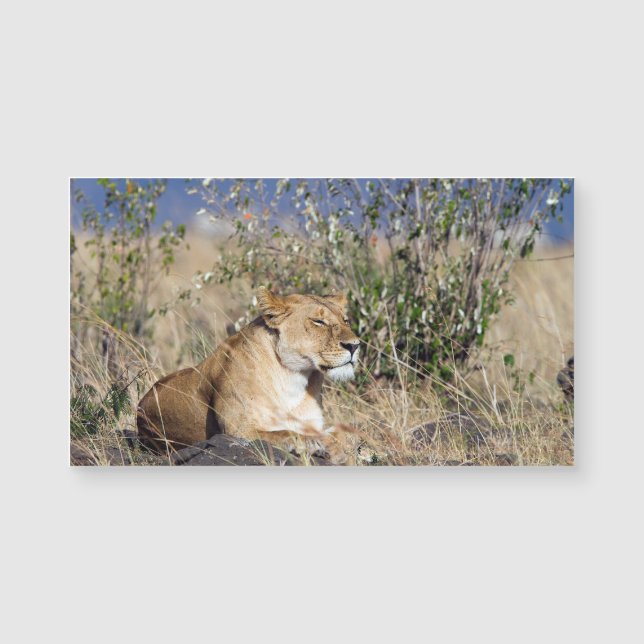 Carte Magnétique Lioness resting (Devant)