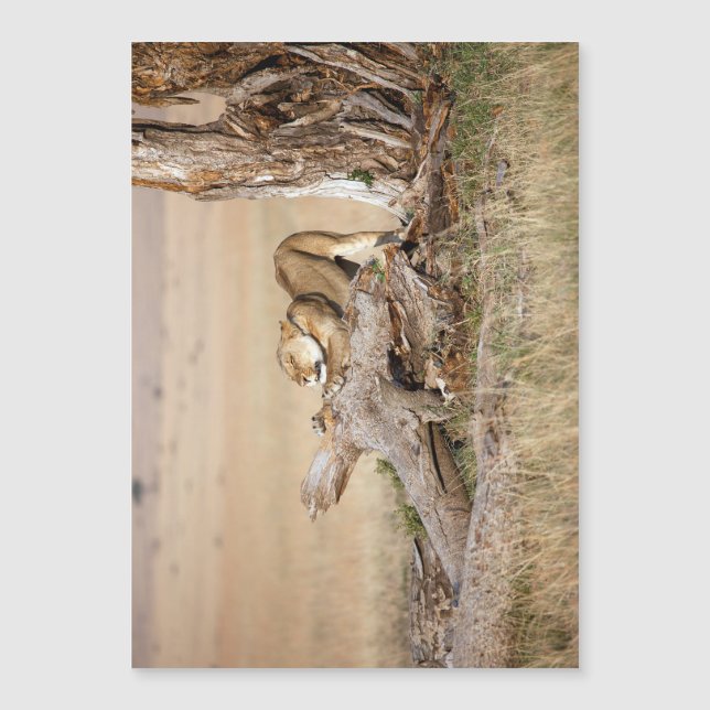 Carte Magnétique Lioness stretching (Devant)